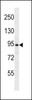 Western blot analysis in HL-60 cell line lysates (35ug/lane) .