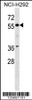 Western blot analysis in NCI-H292 cell line lysates (35ug/lane) .