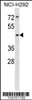 Western blot analysis in NCI-H292 cell line lysates (35ug/lane) .