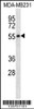 Western blot analysis in MDA-MB231 cell line lysates (35ug/lane) .