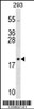 Western blot analysis in 293 cell line lysates (35ug/lane) .