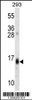 Western blot analysis in 293 cell line lysates (35ug/lane) .