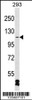 Western blot analysis in 293 cell line lysates (35ug/lane) .