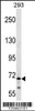 Western blot analysis in 293 cell line lysates (35ug/lane) .