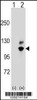 Western blot analysis of GNL2 using rabbit polyclonal GNL2 Antibody using 293 cell lysates (2 ug/lane) either nontransfected (Lane 1) or transiently transfected (Lane 2) with the GNL2 gene.