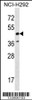 Western blot analysis in NCI-H292 cell line lysates (35ug/lane) .