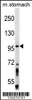 Western blot analysis in mouse stomach tissue lysates (35ug/lane) .