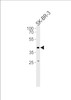 Western blot analysis in SK-BR-3 cell line lysates (35ug/lane) .