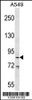 Western blot analysis in A549 cell line lysates (35ug/lane) .