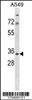 Western blot analysis in A549 cell line lysates (35ug/lane) .