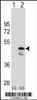 Western blot analysis of OLA1 using rabbit polyclonal OLA1 Antibody using 293 cell lysates (2 ug/lane) either nontransfected (Lane 1) or transiently transfected (Lane 2) with the OLA1 gene.