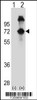 Western blot analysis of ASPSCR1 using rabbit polyclonal ASPSCR1 Antibody using 293 cell lysates (2 ug/lane) either nontransfected (Lane 1) or transiently transfected (Lane 2) with the ASPSCR1 gene.