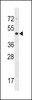 Western blot analysis in NCI-H292 cell line lysates (35ug/lane) .