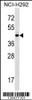 Western blot analysis in NCI-H292 cell line lysates (35ug/lane) .