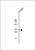 Western Blot at 1:1000 dilution + human heart lysate Lysates/proteins at 20 ug per lane.