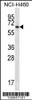 Western blot analysis in NCI-H460 cell line lysates (35ug/lane) .