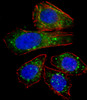 Fluorescent confocal image of U251 cell stained with ZNF81 Antibody (N-term) .U251 cells were fixed with 4% PFA (20 min) , permeabilized with Triton X-100 (0.1%, 10 min) , then incubated with ZNF81 primary antibody (1:25) . For secondary antibody, Alexa Fluor 488 conjugated donkey anti-rabbit antibody (green) was used (1:400) .Cytoplasmic actin was counterstained with Alexa Fluor 555 (red) conjugated Phalloidin (7units/ml) . Nuclei were counterstained with DAPI (blue) (10 ug/ml, 10 min) .ZNF81 immunoreactivity is localized to Vesicles significantly and Cytoplasm weakly.