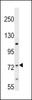 Western blot analysis in HL-60 cell line lysates (35ug/lane) .
