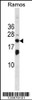 Western blot analysis in Ramos cell line lysates (35ug/lane) .