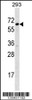 Western blot analysis in 293 cell line lysates (35ug/lane) .