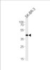 Western blot analysis in SK-BR-3 cell line lysates (35ug/lane) .