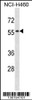 Western blot analysis in NCI-H460 cell line lysates (35ug/lane) .