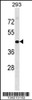 Western blot analysis in 293 cell line lysates (35ug/lane) .