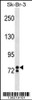 Western blot analysis in SK-BR-3 cell line lysates (35ug/lane) .