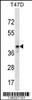 Western blot analysis in T47D cell line lysates (35ug/lane) .