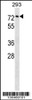 Western blot analysis in 293 cell line lysates (35ug/lane) .