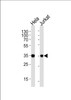 Western blot analysis of lysates from Hela, Jurkat cell line (from left to right) , using FRG1 Antibody at 1:1000 at each lane.