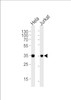 Western blot analysis of lysates from Hela, Jurkat cell line (from left to right) , using FRG1 Antibody at 1:1000 at each lane.