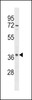 Western blot analysis in Hela cell line lysates (35ug/lane) .