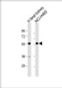 Western Blot at 1:1000 dilution Lane 1: human fetal kidney lysate Lane 2: NCI-H460 whole cell lysate Lysates/proteins at 20 ug per lane.