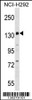 Western blot analysis in NCI-H292 cell line lysates (35ug/lane) .