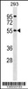 Western blot analysis in 293 cell line lysates (35ug/lane) .