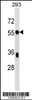 Western blot analysis in 293 cell line lysates (35ug/lane) .