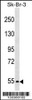 Western blot analysis in SK-BR-3 cell line lysates (35ug/lane) .