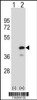 Western blot analysis of PTPN18 using rabbit polyclonal PTPN18 Antibody using 293 cell lysates (2 ug/lane) either nontransfected (Lane 1) or transiently transfected (Lane 2) with the PTPN18 gene.