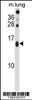 Western blot analysis in mouse lung tissue lysates (35ug/lane) .