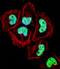 Fluorescent confocal image of Hela cell stained with ZNF155 Antibody .Hela cells were fixed with 4% PFA (20 min) , permeabilized with Triton X-100 (0.1%, 10 min) , then incubated with ZNF155 primary antibody (1:25) . For secondary antibody, Alexa Fluor 488 conjugated donkey anti-rabbit antibody (green) was used (1:400) .Cytoplasmic actin was counterstained with Alexa Fluor 555 (red) conjugated Phalloidin (7units/ml) . Nuclei were counterstained with DAPI (blue) (10 ug/ml, 10 min) . ZNF155 immunoreactivity is localized to Nucleus significantly.