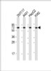 Western Blot at 1:2000 dilution Lane 1: 293T/17 whole cell lysate Lane 2: A431 whole cell lysate Lane 3: HepG2 whole cell lysate Lane 4: K562 whole cell lysate Lysates/proteins at 20 ug per lane.