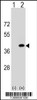 Western blot analysis of PPP1CC using rabbit polyclonal PPP1CC Antibody using 293 cell lysates (2 ug/lane) either nontransfected (Lane 1) or transiently transfected (Lane 2) with the PPP1CC gene.