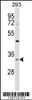 Western blot analysis in 293 cell line lysates (35ug/lane) .