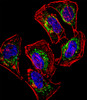 Fluorescent confocal image of Hela cell stained with HEYL Antibody (N-term) .HeLa cells were fixed with 4% PFA (20 min) , permeabilized with Triton X-100 (0.1%, 10 min) , then incubated with HEYL primary antibody (1:25) . For secondary antibody, Alexa Fluor 488 conjugated donkey anti-rabbit antibody (green) was used (1:400) .Cytoplasmic actin was counterstained with Alexa Fluor 555 (red) conjugated Phalloidin (7units/ml) . Nuclei were counterstained with DAPI (blue) (10 ug/ml, 10 min) . HEYL immunoreactivity is localized to Mitochondria significantly.