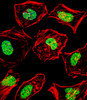 Fluorescent confocal image of Hela cell stained with HAND2 Antibody .Hela cells were fixed with 4% PFA (20 min) , permeabilized with Triton X-100 (0.1%, 10 min) , then incubated with HAND2 primary antibody (1:25) . For secondary antibody, Alexa Fluor 488 conjugated donkey anti-rabbit antibody (green) was used (1:400) .Cytoplasmic actin was counterstained with Alexa Fluor 555 (red) conjugated Phalloidin (7units/ml) . Nuclei were counterstained with DAPI (blue) (10 ug/ml, 10 min) .HAND2 immunoreactivity is localized to Nucleus significantly.