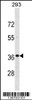 Western blot analysis in 293 cell line lysates (35ug/lane) .