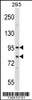 Western blot analysis in 293 cell line lysates (35ug/lane) .