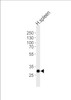 Western blot analysis of lysate from human spleen tissue lysate, using SAP30 Antibody at 1:1000 at each lane.