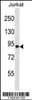 Western blot analysis in Jurkat cell line lysates (35ug/lane) .